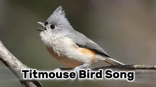 Tufted Titmouse Bird Song Sound