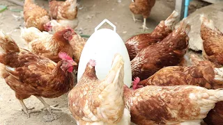 ตอนที่ 4 - การป้องกันโรคในฟาร์มเลี้ยงไก่อารมณ์ดี