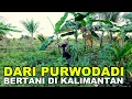Lagu PASANGAN ASAL PURWODADI INI BAHAGIA BERTANI DI KALIMANTAN, PERMUKIMAN TRANSMIGRASI SEPUNGGUR