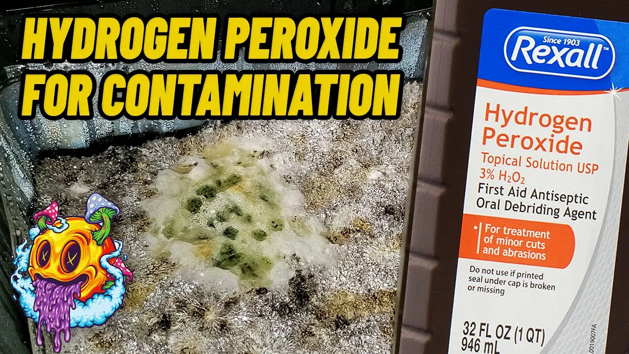 Can Hydrogen Peroxide Fix Mushroom Contamination?