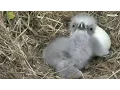 Highlights of Cute Baby Eaglets From D C s Eagle Cam National Geographic
