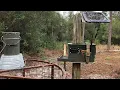 SimpCo Cellular Hog Trap Door Release
