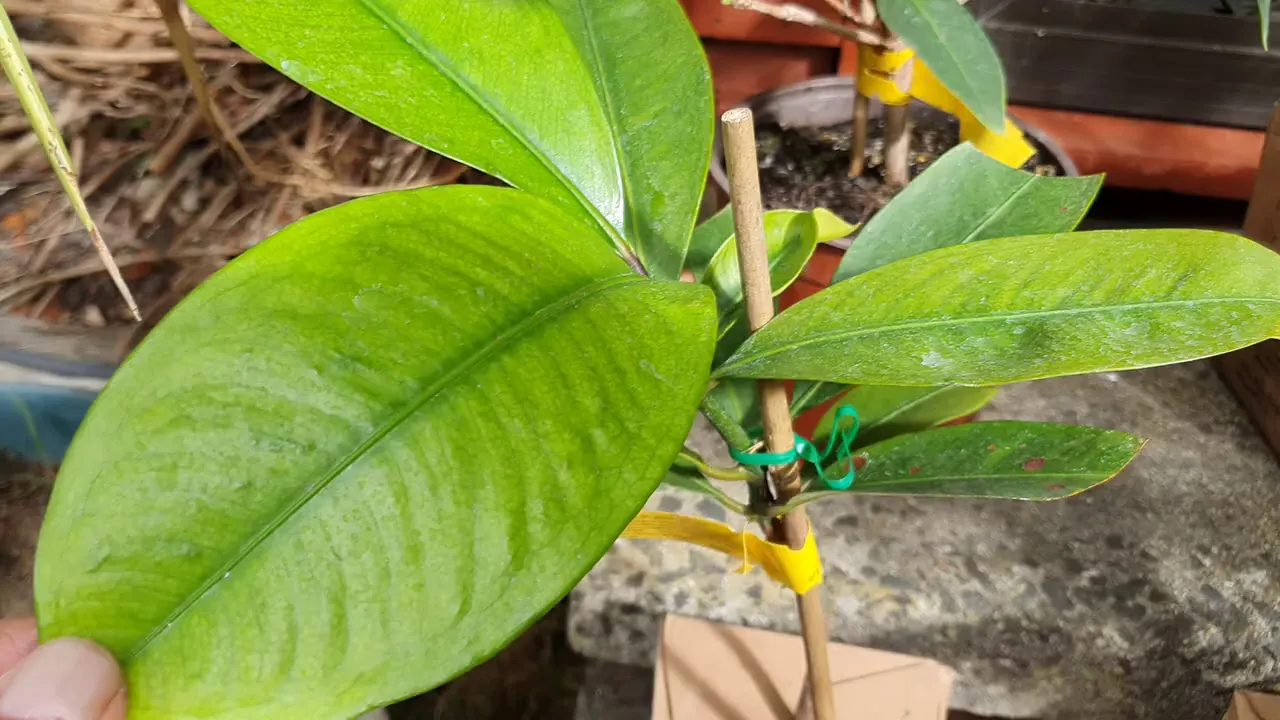 Air layering trees - Clone your fruit trees the easy way.. 