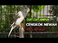 KENARI GACOR  Cuit CUIT BIRAHI SUARA Kenari MASTERAN TERBAIK UNTUK PANCINGAN \u0026 MASTERAN Kenari PAUD
