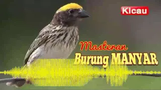 Download [Audio Master] Suara Burung Manyar Mp3 | Burung Manyar Gacor Untuk Masteran MP3