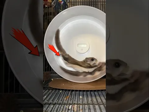 Kalian pasti tidak percaya! Karma itu beneran ada😱 #shorts