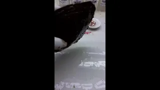                                    دندنها
