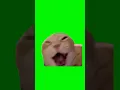 Download Lagu Cat Laughing Meme | Green Screen  #catmeme #catlover #cats #laughing #meme #fyp