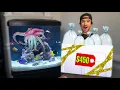 My Dream OCTOPUS Aquarium gets Expensive CORAL
