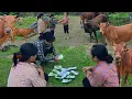 Download Lagu They made a big deal: Phan's farm would be without cows.