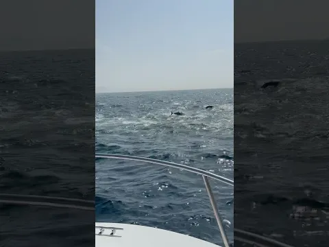 Tuna Paradise - The Wild Strait of Gibraltar. No fish farms, no nature reserves, pure wild fishing!