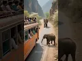 Download Lagu This little elephant could foresee disaster and saved a car full of passengers. #rescue #elephant