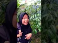 Download Lagu AKU SUDAH TAK MARAH #viral shorts