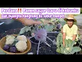 Download Lagu PERDANA‼️PANEN SAYUR BARU DI KEBUNKU || ALHAMDULILLAH PANEN ANEKA SAYUR BANYAK BANGET