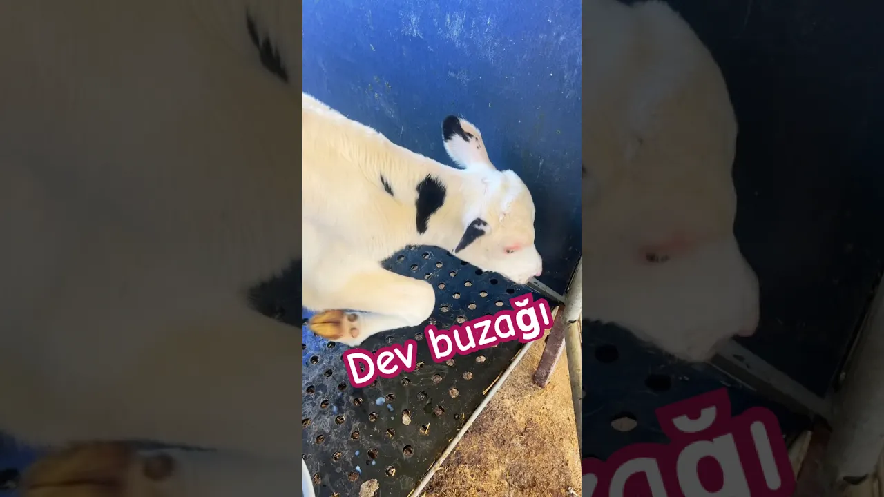 Dev buzağı