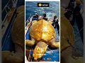 Download Lagu KURA-KURA RAKSASA #alurfilm #hewan #kurakura #turles #turtle #emas #pantai #nelayan