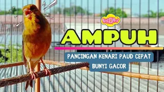 Download Suara Pancingan KENARI Paud AGAR CePat Belajar Bunyi NGERIWIK || MASTERAN KenaRi Paud #57 MP3