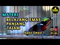 Lagu KOLIBRI NINJA GACOR FULL ISIAN NEMBAK BELALANG EMAS PANJANG TAJAM COCOK BUAT MASTERAN KONIN BAHAN