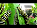 Monarch Butterfly facts: the MILKWEED butterfly 🦋 Animal Fact Files
