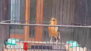 suara terapi burung punglor merah plus gemericik air anti stres