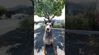 #fyp #dream #doberman #pets #youtube