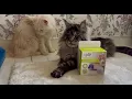 My Maine Coon Ordered a Toy Online