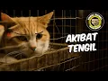 Download Lagu AKIBAT KUCING TENGIL
