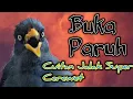 Download Lagu BUKA PARUH | Masteran Jalak Kebo Mata Kuning,Putar Suara Ini Pagi Sore Dan Malam Hari.Di Jamin Gacor