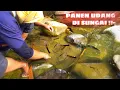 Download Lagu Aliran Sungai Mengering,Banyak Udang Besar Dibalik Batu