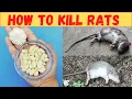 How to kill rats with garlic in 10 minutes home remedy