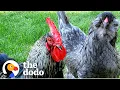 Download Lagu Rooster Dashes Out Every Morning To See His Wife | The Dodo Download Lagu Rooster Dashes Out Every Morning To See His Wife | The Dodo
