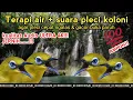 Download Lagu terapi air + suara pleci koloni untuk pleci bahan agar cepat ngalas \u0026 gacor | pleci mania Indonesia