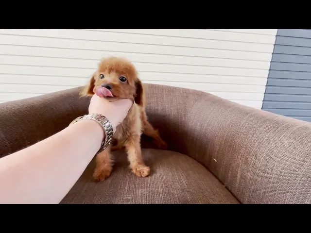 動画