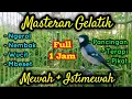 Download Lagu Pancingan AMPUH Gelatik Batu Gacor || Auto respon ikut gacor