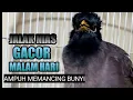 JALAK NIAS GACOR MALAM HARI pas buat pancingan jalak apapun agar nyaut || jalak nias gacor