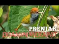 Download Lagu MASTERAN PRENJAK LUMUT PIKAT Merangsang Prenjak Bahan