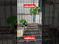 Download Lagu burung madi injap, dengan warna cantik jg menggemaskan layaknya boneka burung yang hidup #shorts