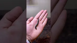 اكبر دودة في العالم 