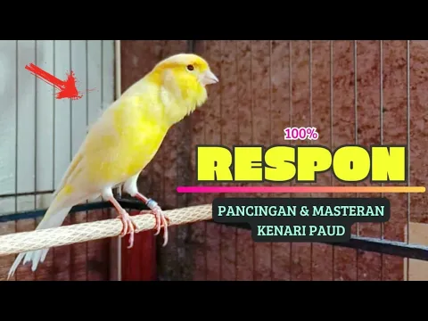 Download MP3 100% RESPON❗Suara Pancingan KENARI PaUd Cepat BeLajar BUNYI NgeriwiK || MASTERAN KENARI PAud #81