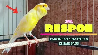 100 respon suara pancingan kenari paud cepat belajar bunyi ngeriwik masteran kenari paud 81
