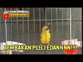 Download Lagu Masteran PLECI nembak Speed rapat nembak edan gacor Dor | auto dilirik juri