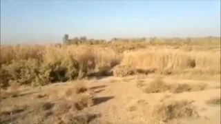 صياد رمل السوق  صياد رمل السوق