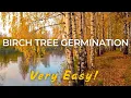 How to germinate Silver Birch