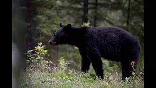 Big Furry Neighbours – Pushing North 105