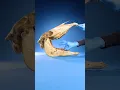 Pulling Out a Horse s Tooth