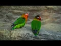 Relaxing Piano Music with Birds Singing 🐦 Peaceful Nature Sounds to Calm Your Mind & Soul