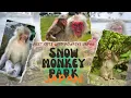 Japan s Snow Monkey Park Meeting Cute Wild Monkeys Summer season