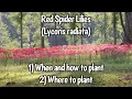 Red Spider Lily Basics