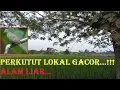 Lagu Perkutut lokal gacor alam liar
