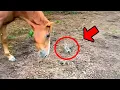 Download Lagu A family adopts an orphaned ostrich, a few months later something shocking happens